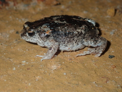 Pseudophryne guentheri