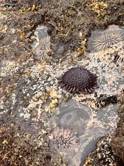 Nerita picea