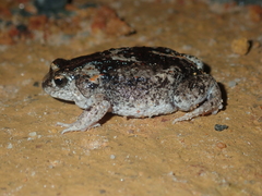 Pseudophryne guentheri