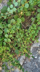 Capparis orientalis