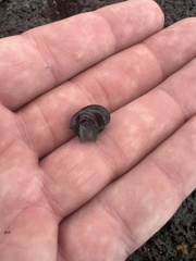 Nerita picea