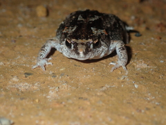 Pseudophryne guentheri
