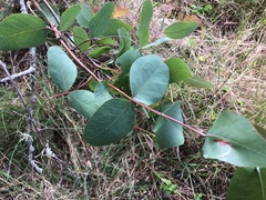 Eucalyptus melanophloia