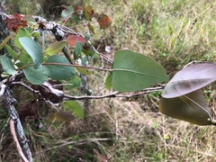 Eucalyptus melanophloia