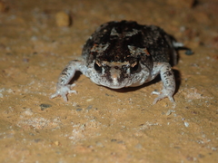 Pseudophryne guentheri