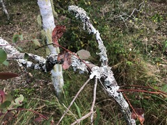 Eucalyptus melanophloia