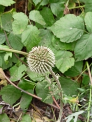 Echinops sphaerocephalus