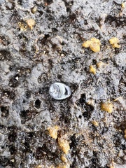 Nerita picea