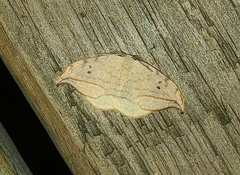 Drepana arcuata