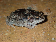 Pseudophryne guentheri