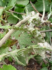 Echinops sphaerocephalus