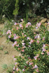 Lobostemon fruticosus