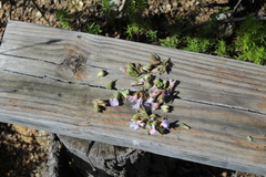 Lobostemon fruticosus