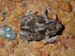 Pseudophryne guentheri