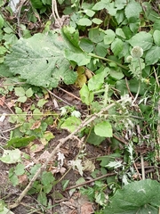 Echinops sphaerocephalus