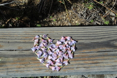 Lobostemon fruticosus