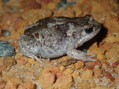Pseudophryne guentheri