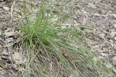 Xanthorrhoea minor lutea