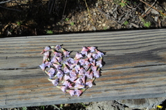 Lobostemon fruticosus