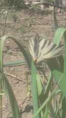 Iphiclides podalirius