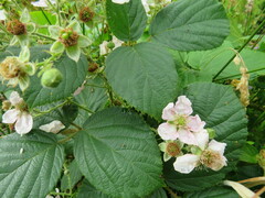 Rubus hochstetterorum