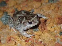 Pseudophryne guentheri