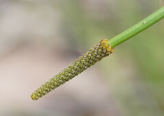 Xanthorrhoea minor lutea