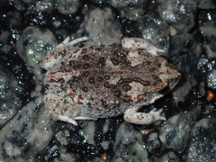 Pseudophryne guentheri