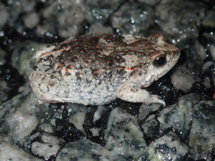 Pseudophryne guentheri