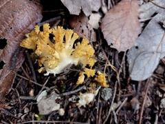 Ramaria
