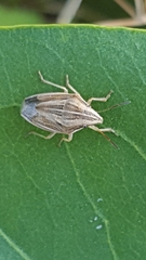 Aelia acuminata