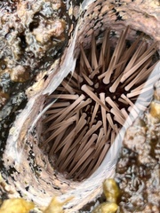 Echinometra mathaei