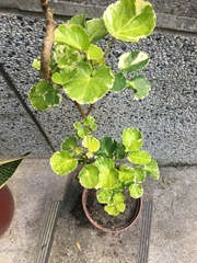 Polyscias balfouriana