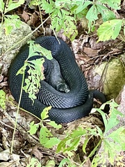 Heterodon platirhinos