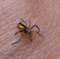 Neoscona adianta