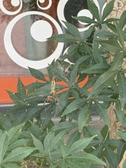 Trichonephila clavata