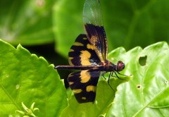 Rhyothemis variegata