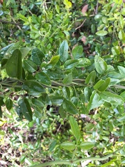 Jasminum didymum racemosum