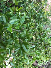 Jasminum didymum racemosum