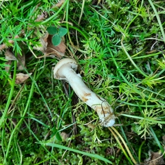 Suillus viscidus