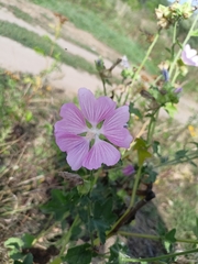 Malva thuringiaca