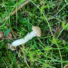 Suillus viscidus