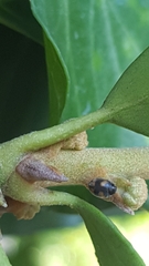 Nephus quadrimaculatus