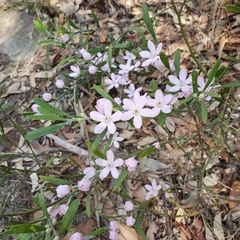 Eriostemon australasius