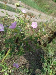 Malva thuringiaca
