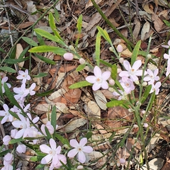Eriostemon australasius