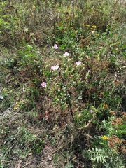 Malva thuringiaca