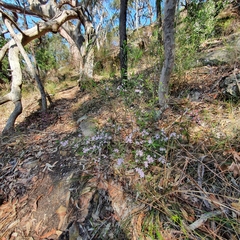 Eriostemon australasius