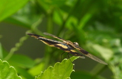 Rhyothemis variegata