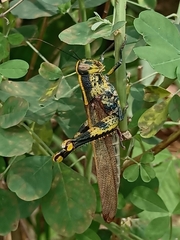Valanga nigricornis